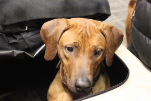 bhanu rhodesian ridgeback kopf