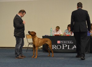 rhodesian-ridgeback-ausstellung-bhanu