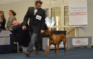 rhodesian-ridgeback-ausstellung-bhanu