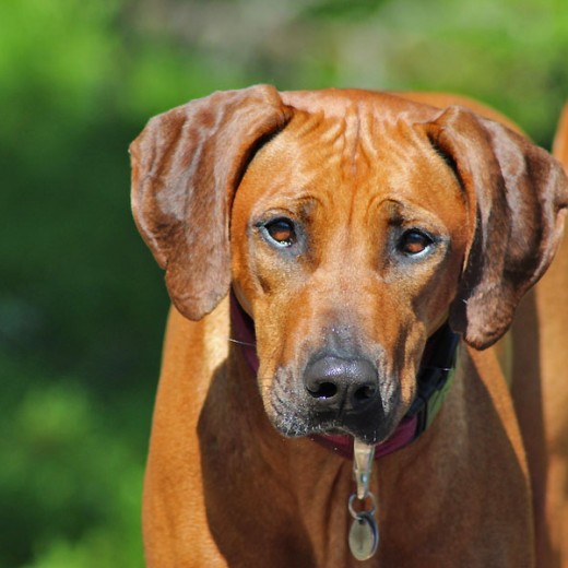 Ridgeback Welpen, Ridgeback Züchter
