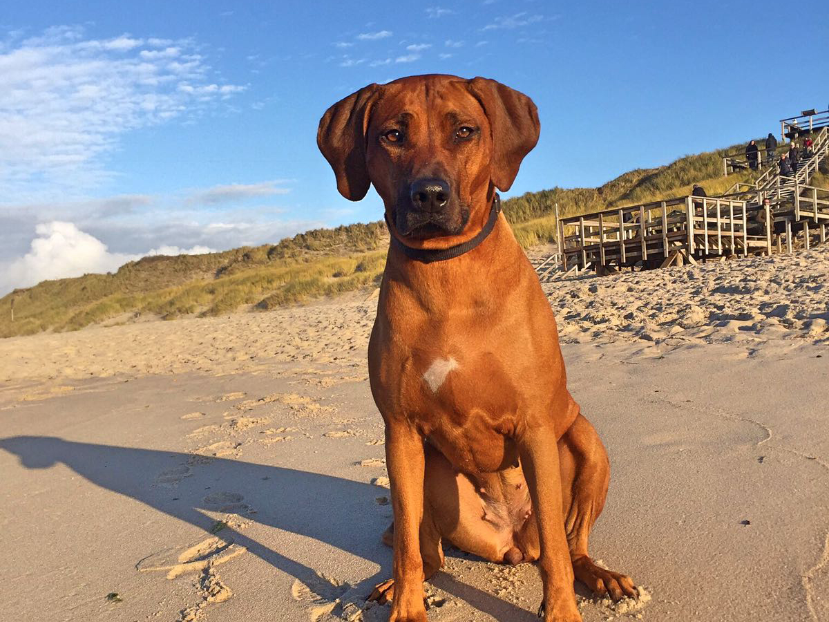 immer wieder Sylt, Ridgeback Welpen African Roots