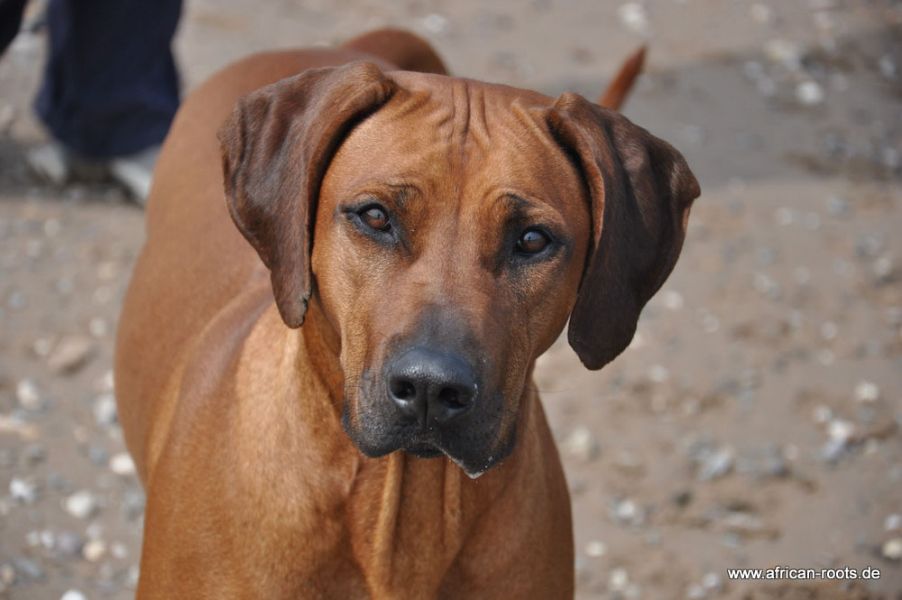Ridgeback am Rhein African Roots