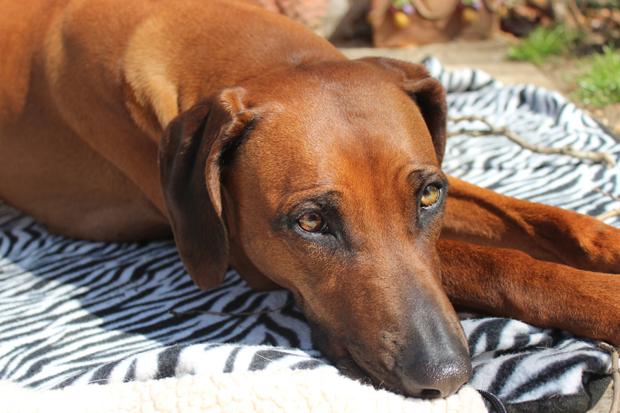 Ridgeback und Sonne