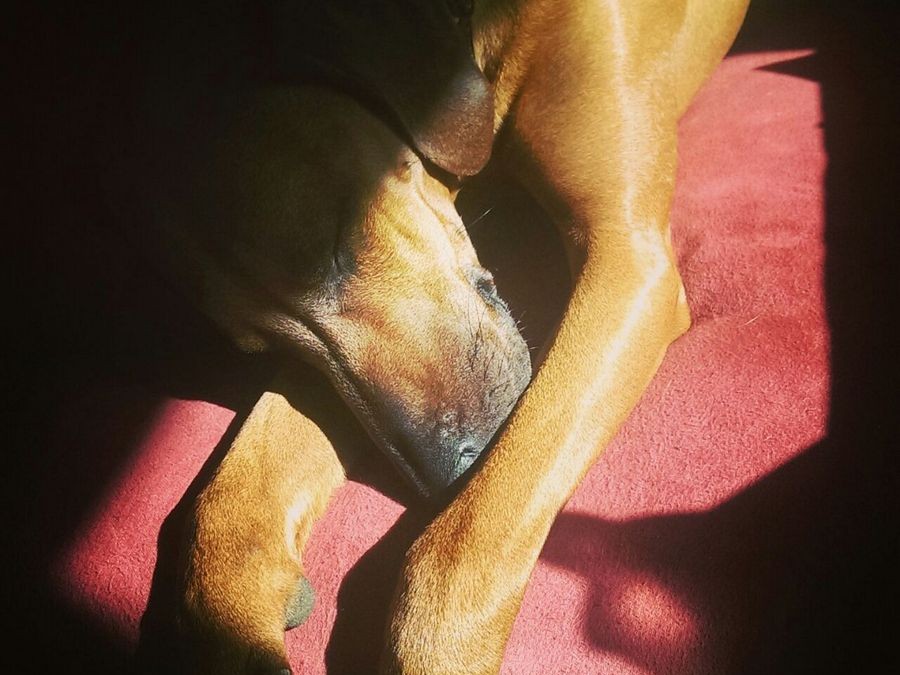 Ridgeback Züchter Welpen NRW