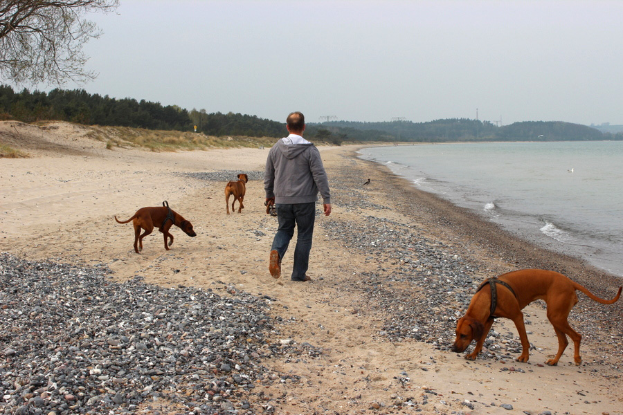 Ridgeback am Strand auf Rügen