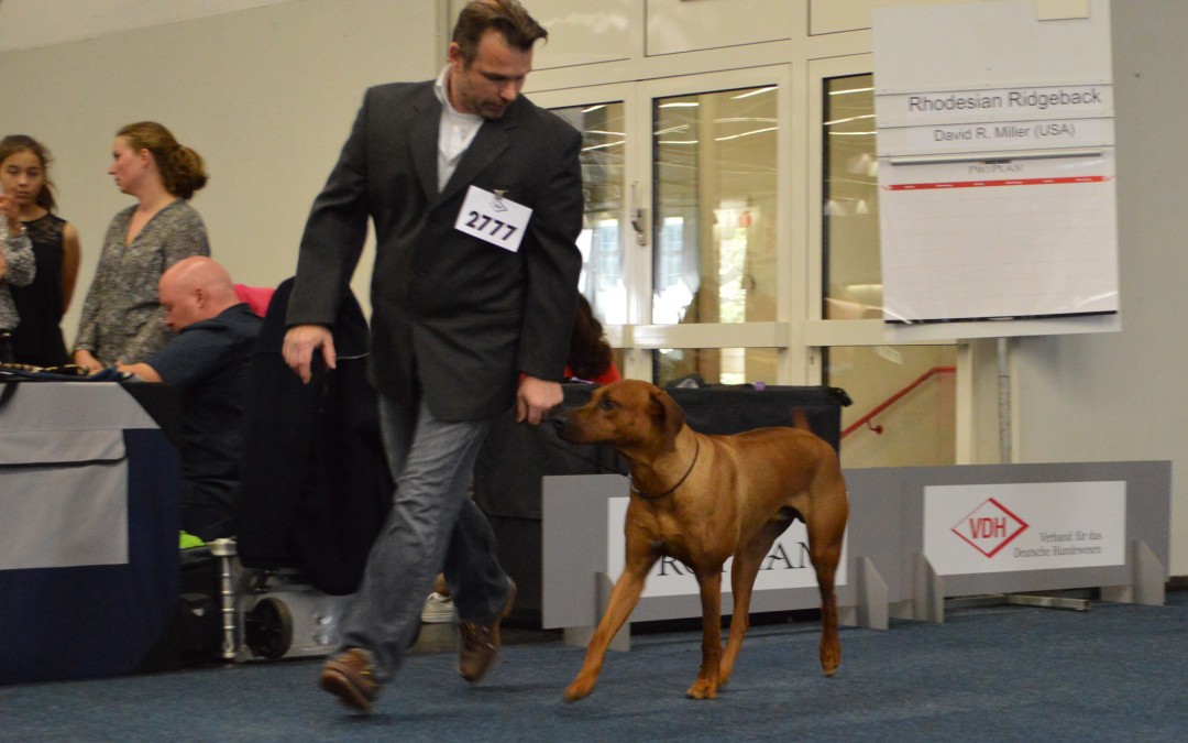 rhodesian-ridgeback-ausstellung-bhanu