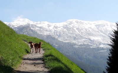 Kyra und Anouk waren wieder in Tirol