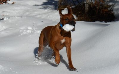 Coco war im Schnee