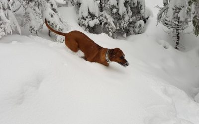 Coco tobt durch den Schnee