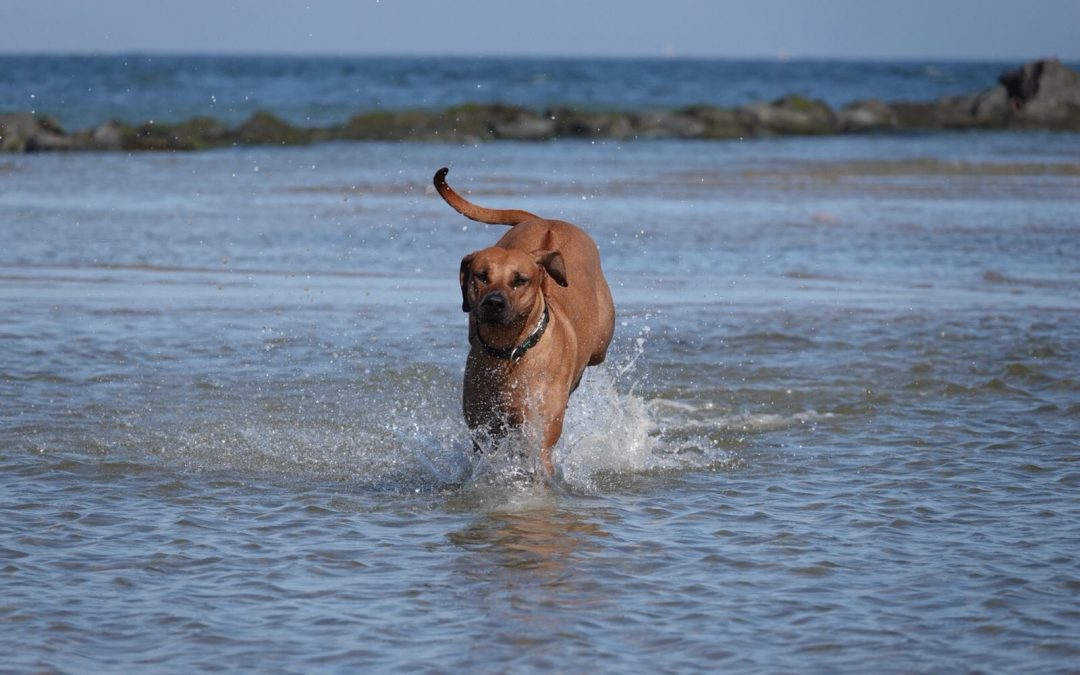 Ridgeback Zuri auf Texel